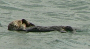 PICTURES/Morro Bay - Otters & Surf/t_Otters1.JPG